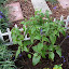 SneIrish's Anise-scented Sage 'Black and Blue'