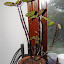 Solenostemon scutellarioides - Coleus - "Fishnet Stockings"