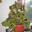 Solenostemon scutellarioides - Coleus - "Kong Mosaic"