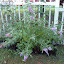 Buddleia davidii - Butterfly Bush - "Cornwall Blue"