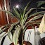 Dracaena deremensis - Striped Dracaena - 'Warneckii'