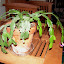 Schlumbergera truncata - Thanksgiving Cactus - "Rocket"