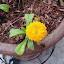 Calendula officinalis - Pot Marigold - Calypso orange