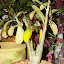 Desertrose113008