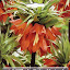 Fritillaria imperialis - 'Rubra Maxima'