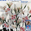 Gladiolus nanus - Hardy Gladiola