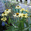 Echinacea - Coneflower - 'Sunrise'