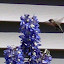 Delphinium Pacific Giant - 'Blue Bird'