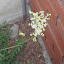 Filipendula hexapetala Flore Plena - Double Flowering Meadowsweet, Dropwort