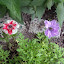 Poppy Anemone