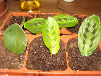 plant prayer veined