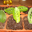 Peperomia