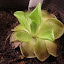 Pinguilica - Butterwort - "John Rizzi"