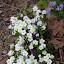 Arenaria montana - Sandwort