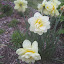 Daffodil - Double - 'Ice King'