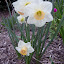 Daffodil - Large Cup - 'Salome'