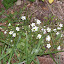 Arenaria montana - Sandwort