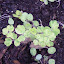 Aquilegia - Columbine - 'Leprechaun's Gold'