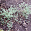 Thymus vulgaris - Silver Edge Thyme - 'Argenteus'