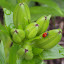 Asiatic Lily - mixed colors