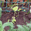 Alcea rosea nigra - Hollyhock - Black Hollyhock