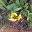 Tulipa - Tulip - yellow