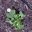 Bellis - English Daisy