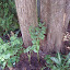 Polygonatum odoratum - Solomon's Seal