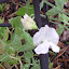 Lathyrus odoratus - Sweet Pea - 'Lady Liberty mix'