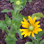 Rudbeckia hirta - Gloriosa Daisy - 'Irish Eyes'