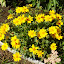 Coreopsis verticillata - Threadleaf Coreopsis