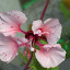 Clarkia unguiculata - Mountain Garland