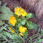 Primula - English Primrose - "Crescendo Golden"