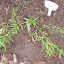 Asclepias verticillata - Whorled Milkweed