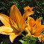 Lilium - Asiatic Lily - yellow-orange