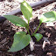 Hosta - 'Devon Green'