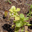 Moluccella laevis - Bells of Ireland