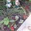 Begonia - Dragon Wing Begonia - 'Dragon Wing Red'