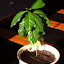 Coffea arabica nana - Coffee Magnus