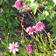 Allium sphaerocephalon - Drumstick Allium