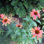 Echinacea - Coneflower - 'Sundown'