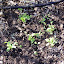 Digitalis purpurea - Foxglove - 'Sutton's Apricot'