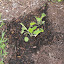 Rudbeckia Hirta - Gloriosa Daisy - Irish Eyes