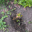 Geranium maculatum - Wild Geranium (1)