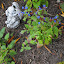 Ceratostigma plumbaginoides - Leadwort, hardy Blue Plumbago