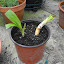 Crinum - White Crinum Lily