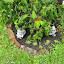 SneIrish's Rhodie garden
