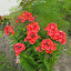 Phlox paniculata - Tall Garden Phlox - 'Orange Perfection'