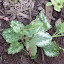 Lamium galeobdolon - Yellow Archangel