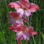 Gladiolus nanus - Hardy Gladiola